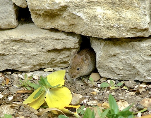 vole